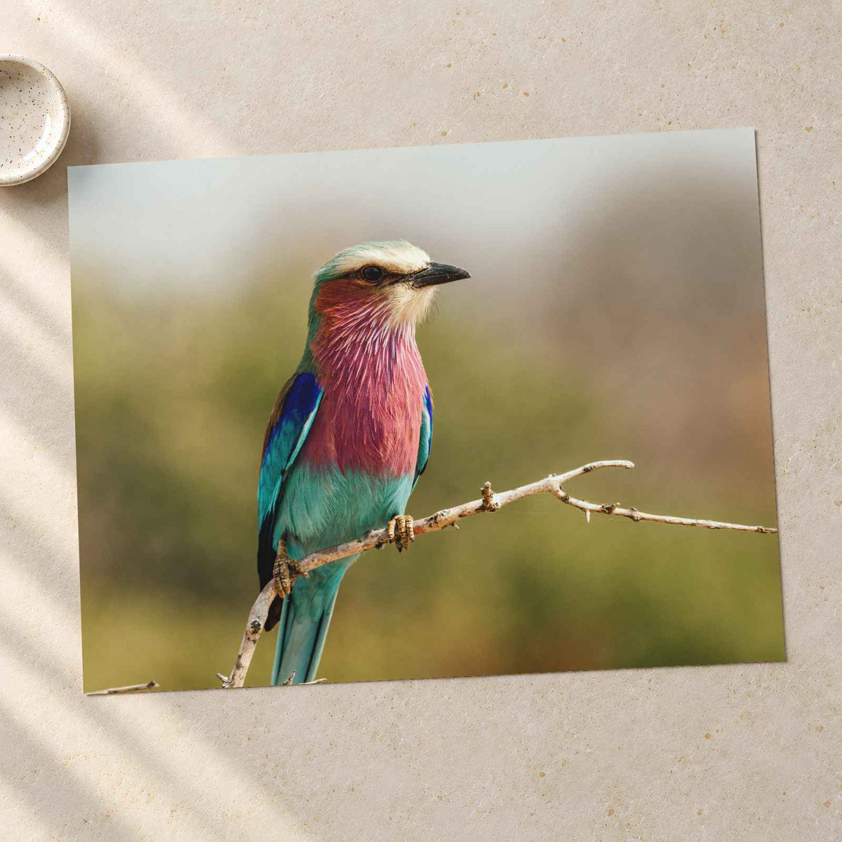 Lilac-Breasted Roller Bird Perched on Branch Photo Wall Print (7 Sizes)