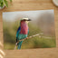 Lilac-Breasted Roller Bird Perched on Branch Photo Wall Print (7 Sizes)