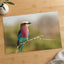 Lilac-Breasted Roller Bird Perched on Branch Photo Wall Print (7 Sizes)