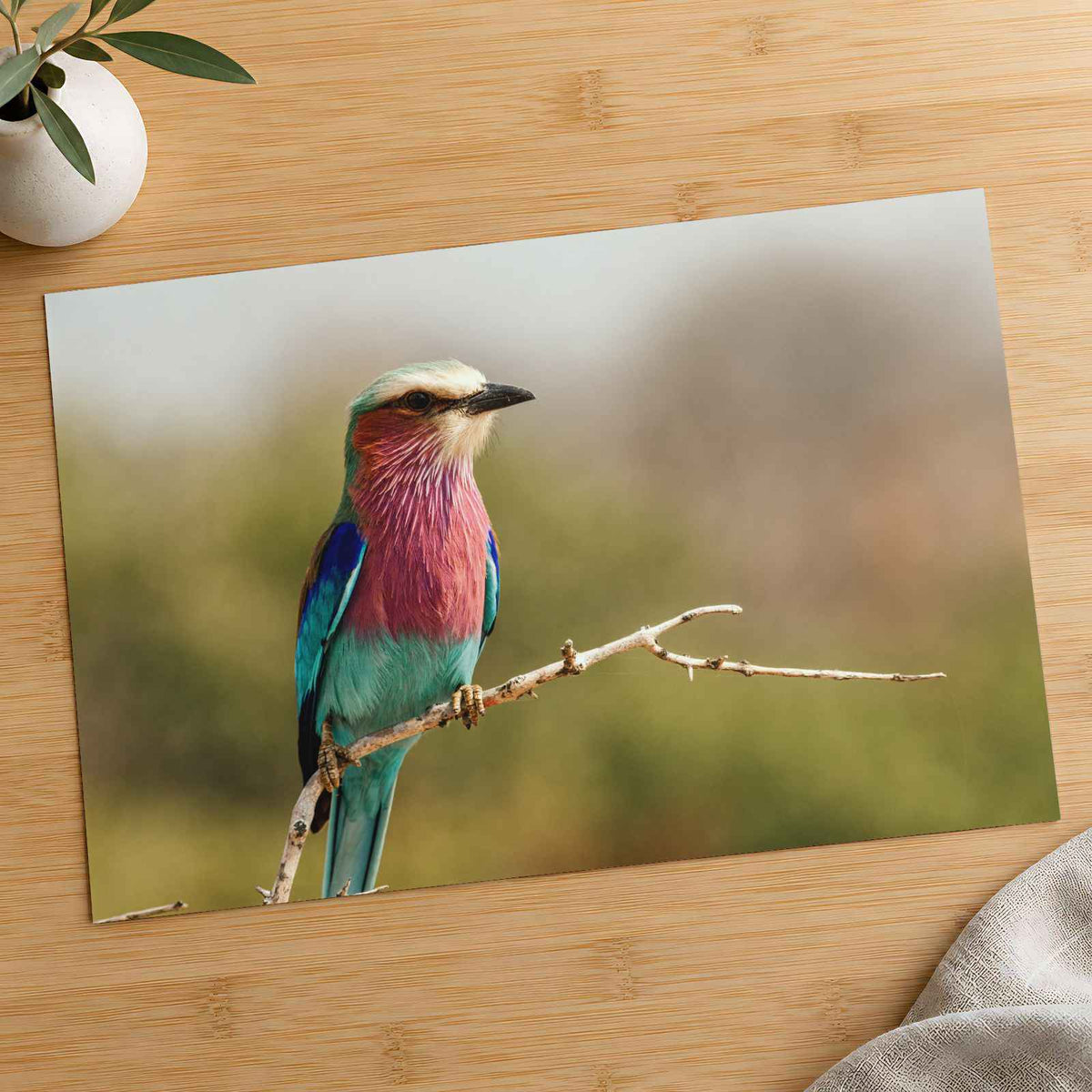 Lilac-Breasted Roller Bird Perched on Branch Photo Wall Print (7 Sizes)