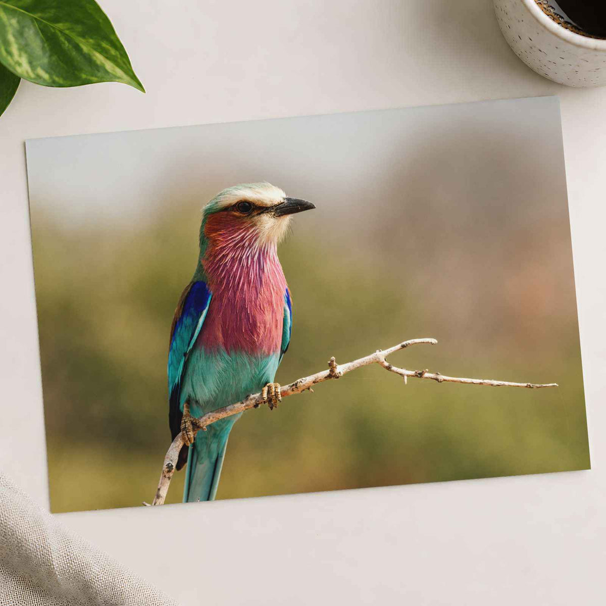 Lilac-Breasted Roller Bird Perched on Branch Photo Wall Print (7 Sizes)