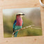 Lilac-Breasted Roller Bird Perched on Branch Photo Wall Print (7 Sizes)