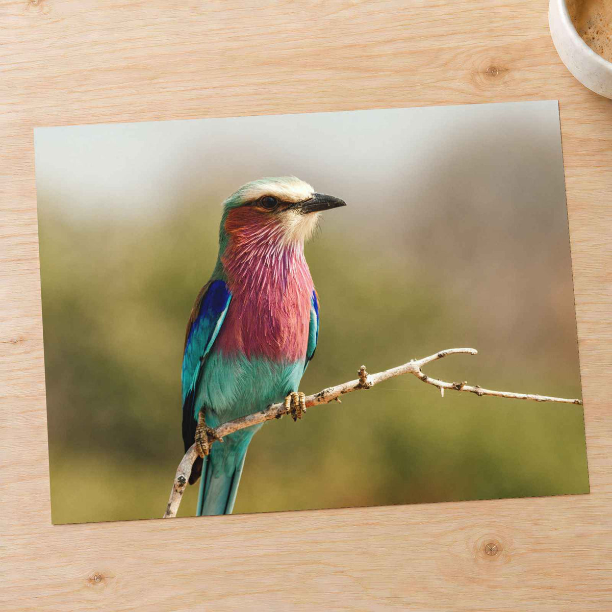 Lilac-Breasted Roller Bird Perched on Branch Photo Wall Print (7 Sizes)