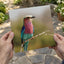 Lilac-Breasted Roller Bird Perched on Branch Photo Wall Print (7 Sizes)