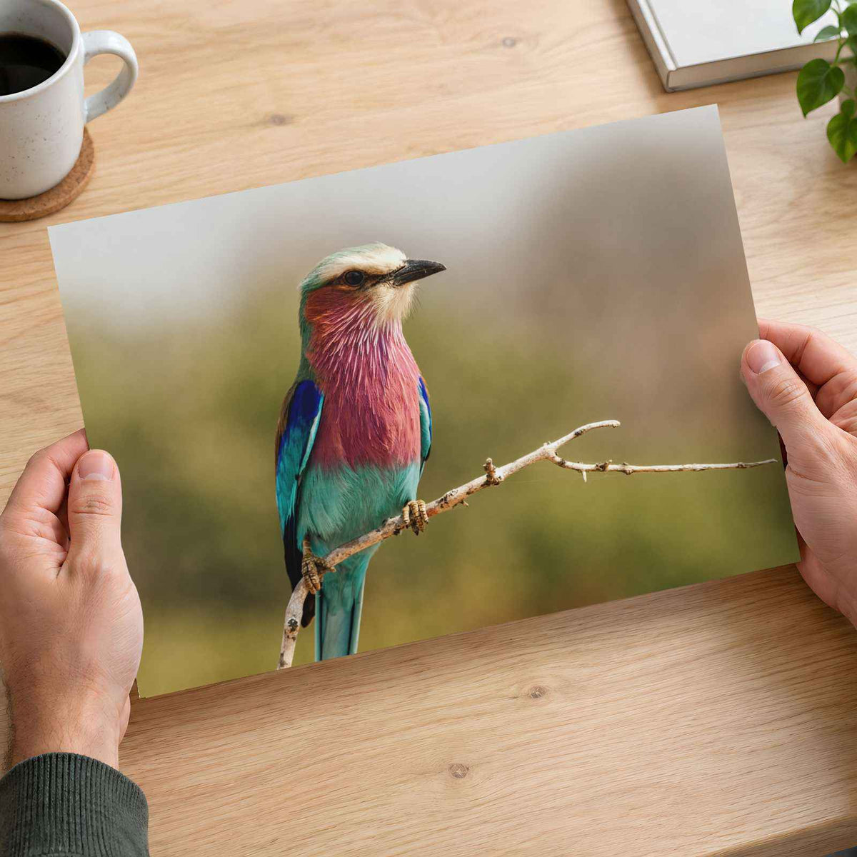 Lilac-Breasted Roller Bird Perched on Branch Photo Wall Print (7 Sizes)