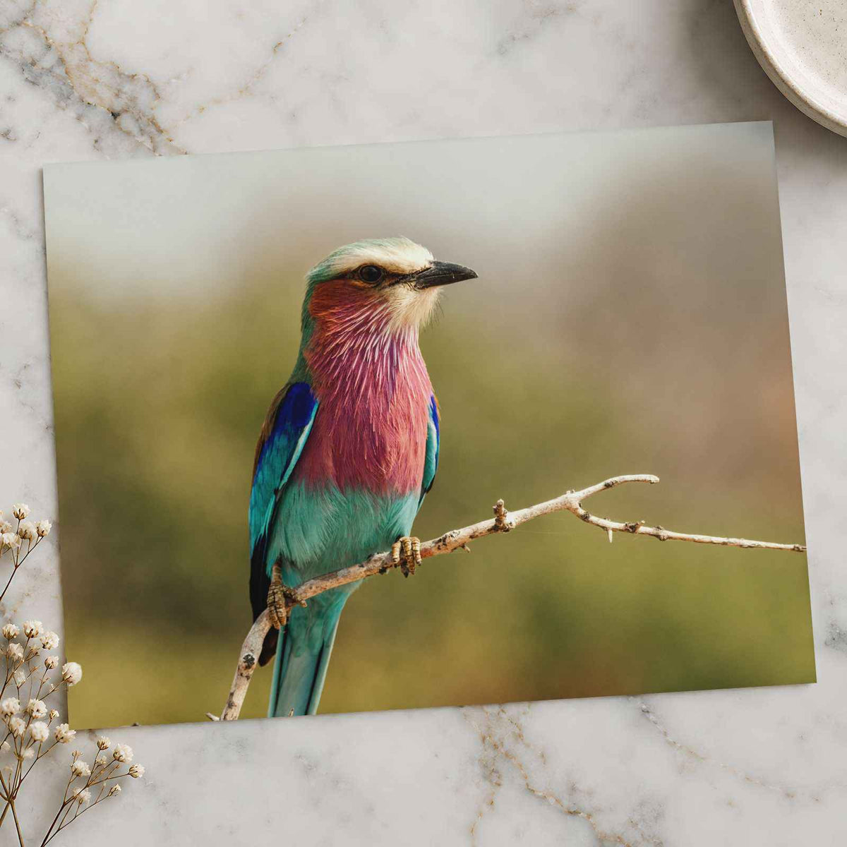 Lilac-Breasted Roller Bird Perched on Branch by Pierre Lemos Photo Print Wall Decor