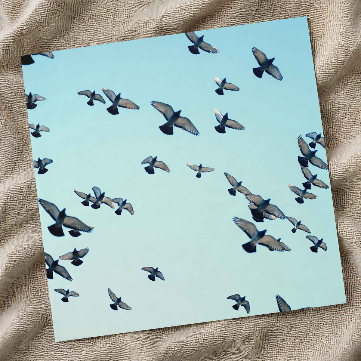Flock of Pigeons Flying in Clear Blue Sky Photographic Art Print (7 Sizes)