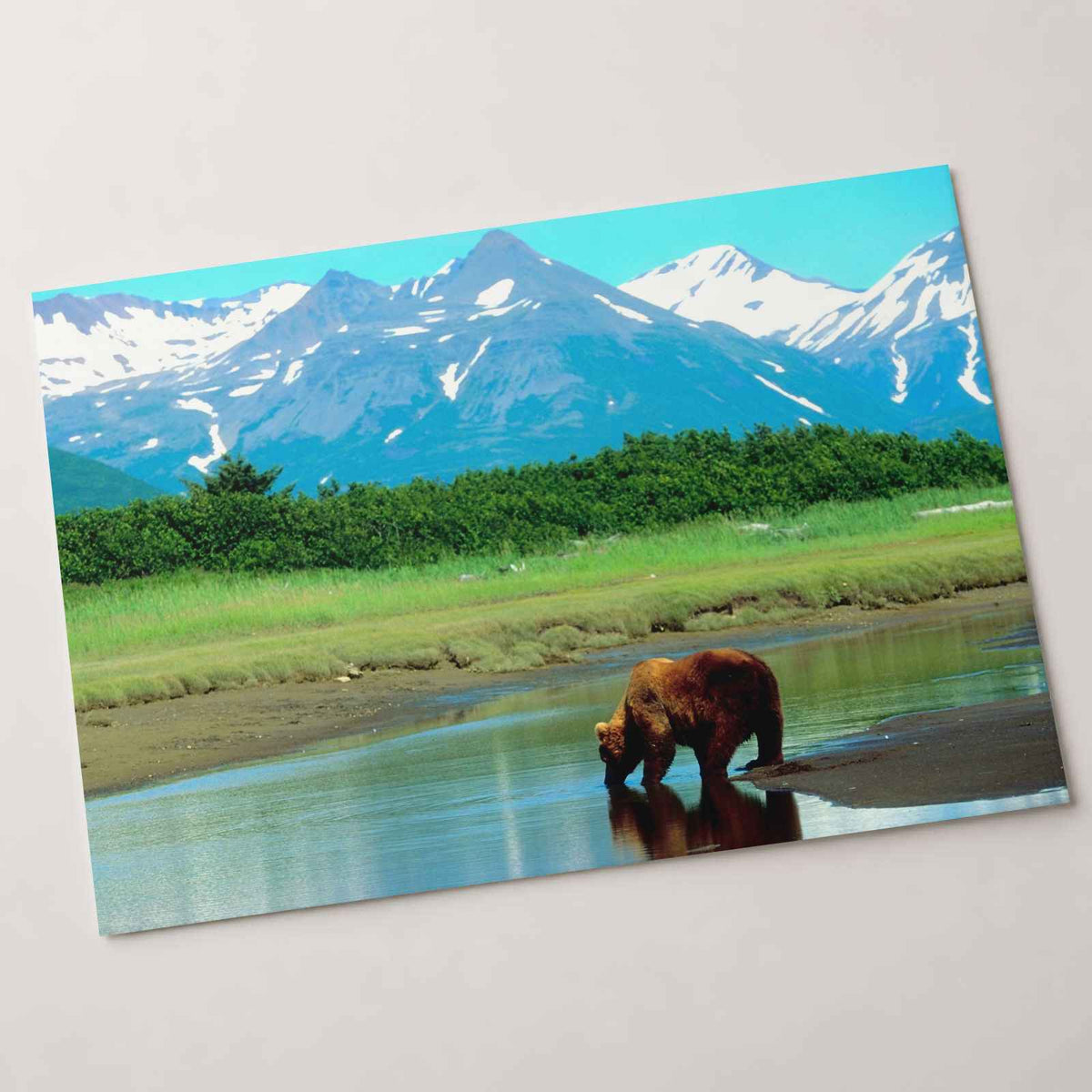 Brown Bear Standing in Stream Alaska Photo Wall Print (6 Sizes) - Printed in USA