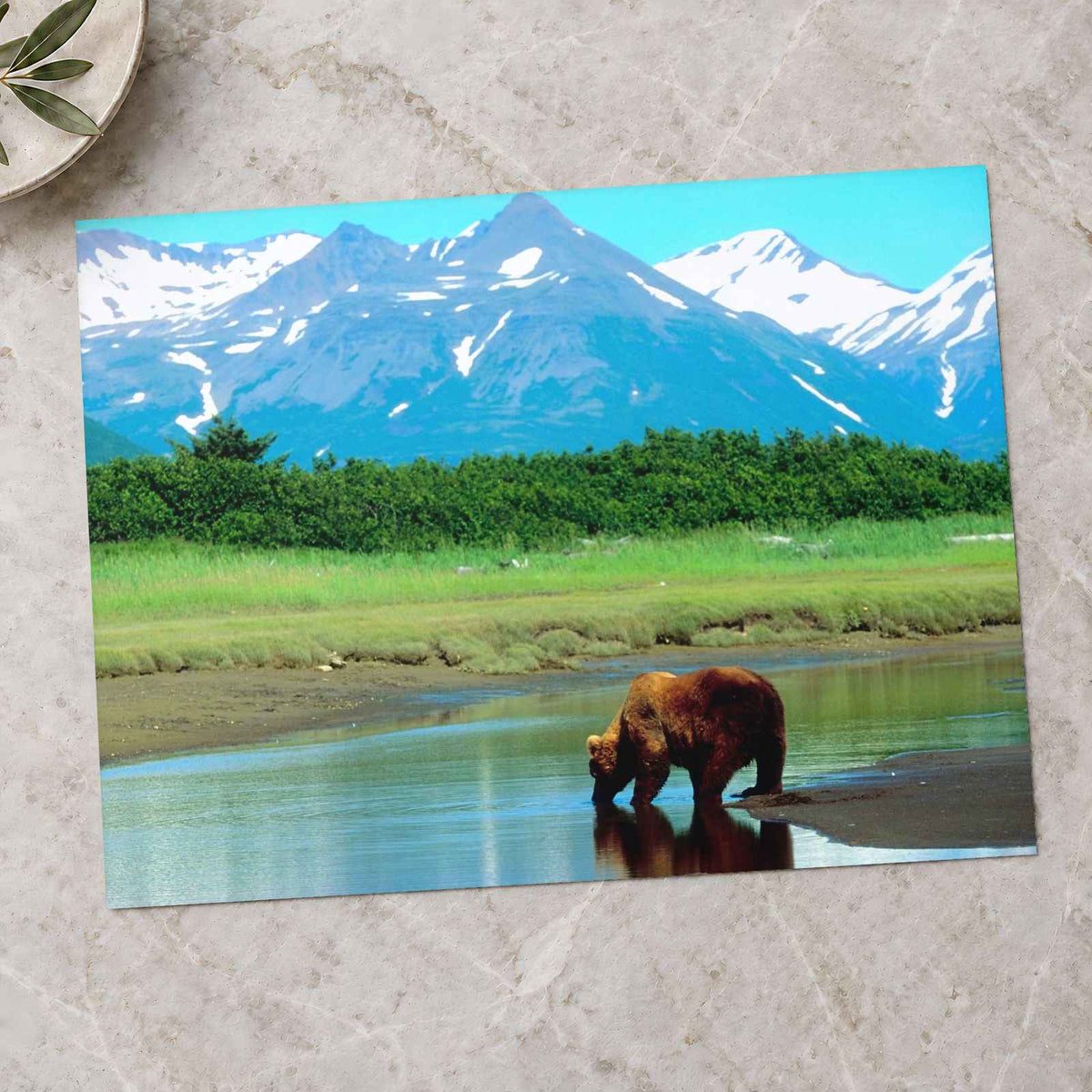 Brown Bear Standing in Stream Photo Print Wall Decor