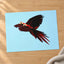 Two Scarlet Macaws Flying Together Photographic Art Print (5 Sizes) - Frameable