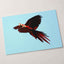 Two Scarlet Macaws Flying Together Photographic Art Print (5 Sizes) - Frameable