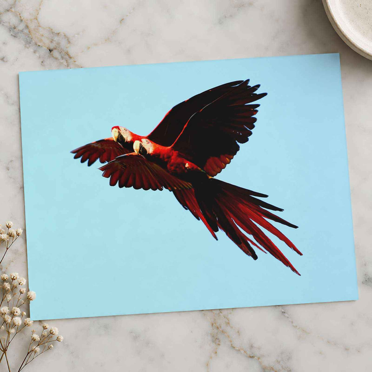 Two Scarlet Macaws Flying Together Photographic Art Print (5 Sizes) - Frameable