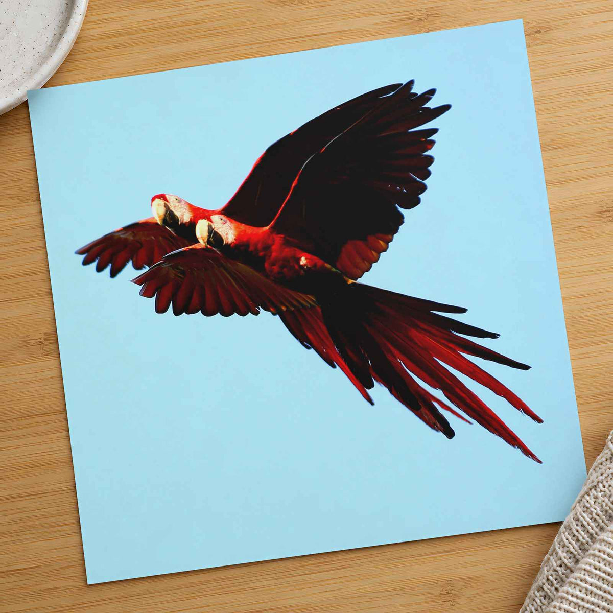 Two Scarlet Macaws Flying Together Photographic Art Print (5 Sizes) - Frameable
