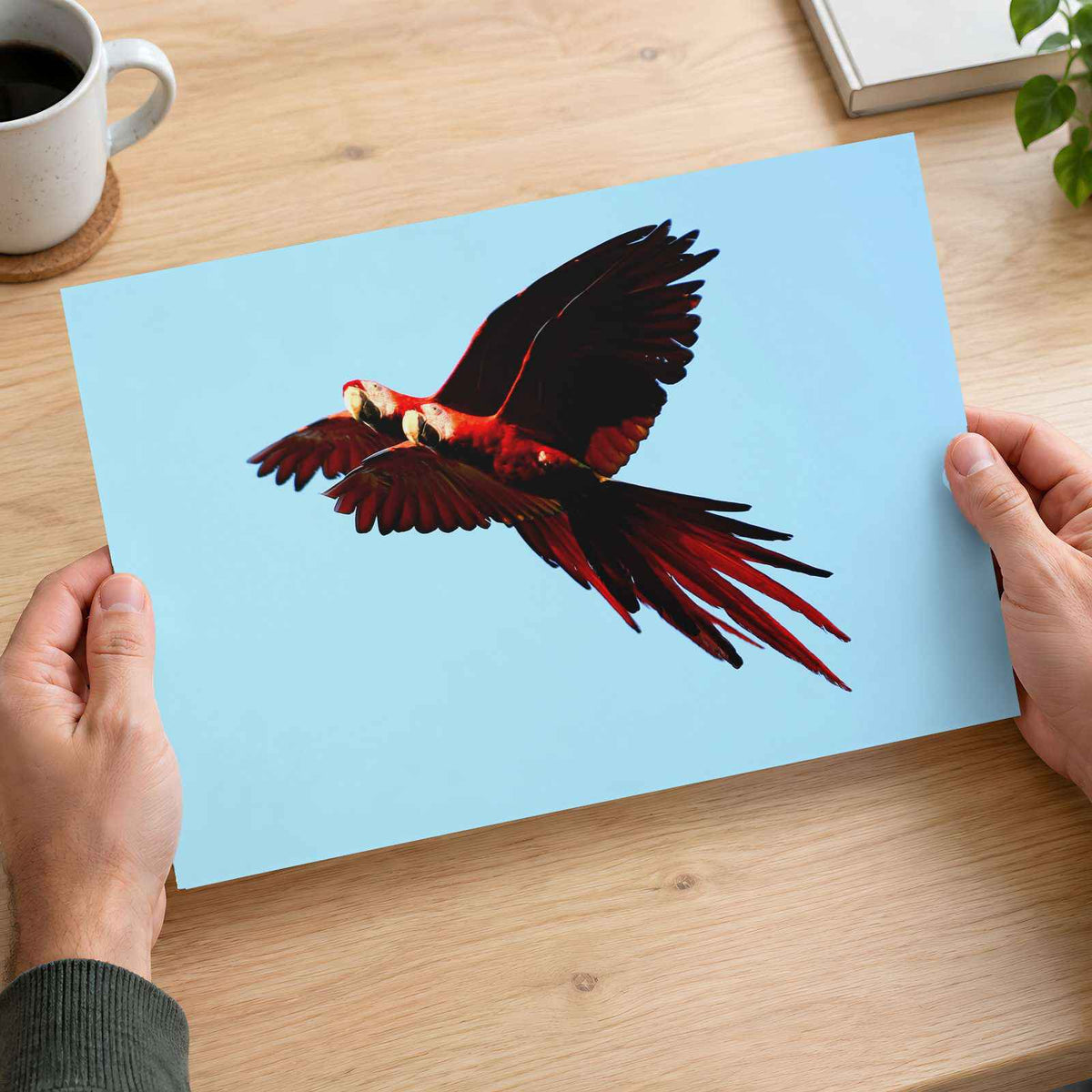 Two Scarlet Macaws Flying Together Photographic Art Print (5 Sizes) - Frameable
