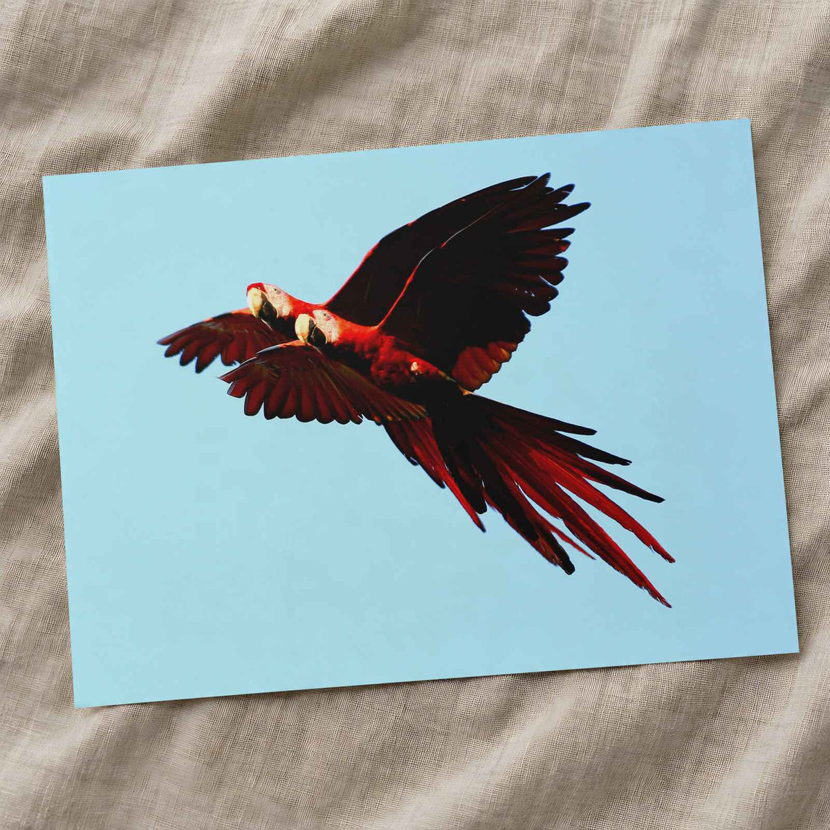 Two Scarlet Macaws Flying Together Photo Print Wall Decor