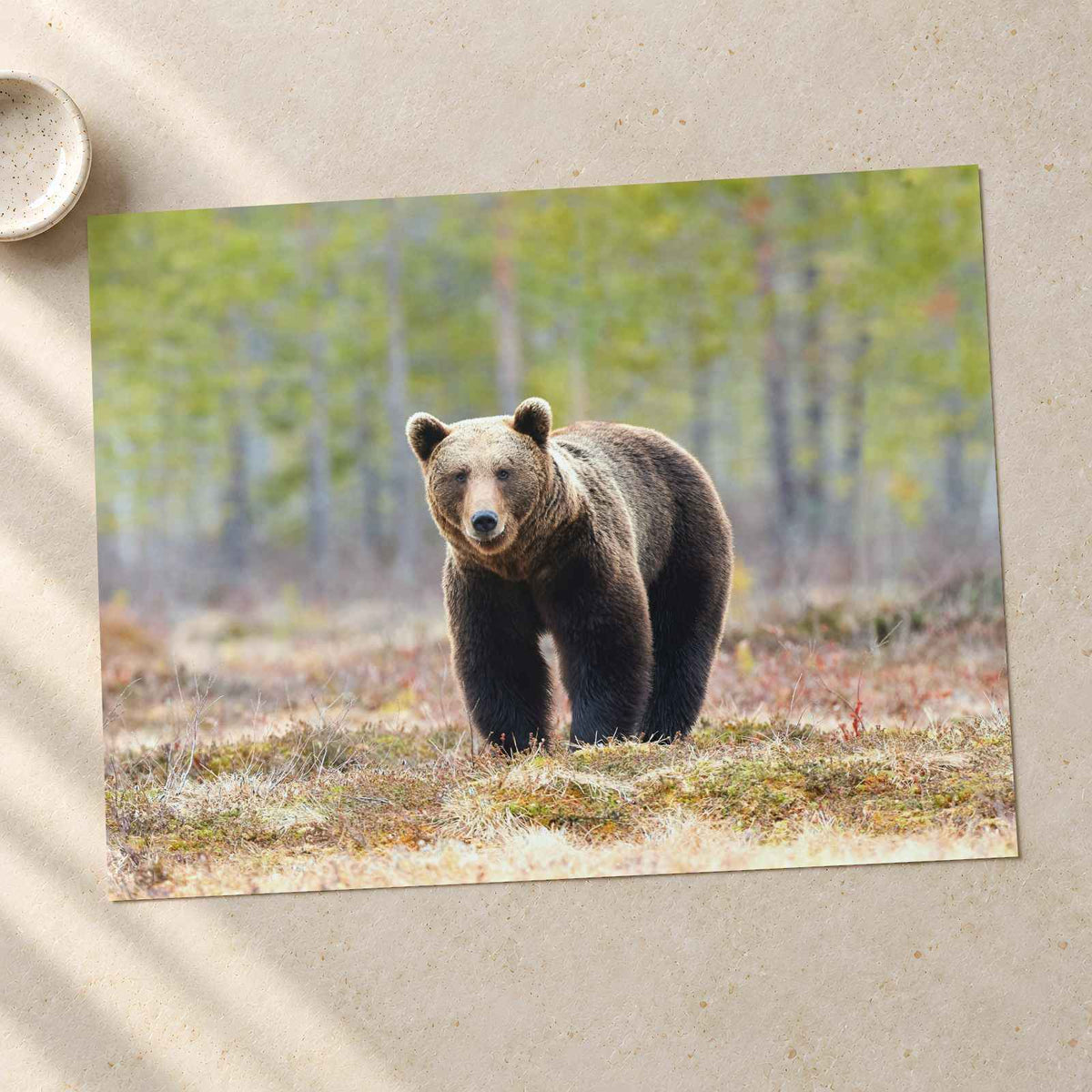 Wild Brown Bear Walking in Taiga Forest Photo Print (7 Sizes) - High Quality