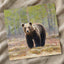 Wild Brown Bear Walking in Taiga Forest Photo Print (7 Sizes) - High Quality