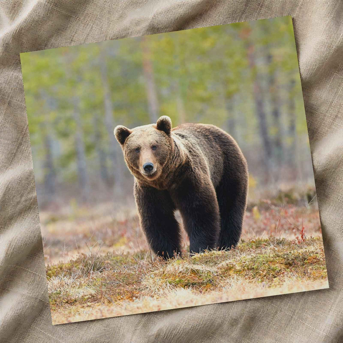 Wild Brown Bear Walking in Taiga Forest Photo Print (7 Sizes) - High Quality