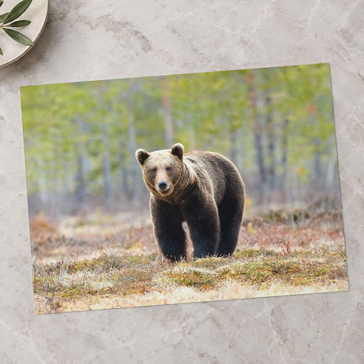 Wild Brown Bear Walking in Taiga Forest Photo Print (7 Sizes) - High Quality