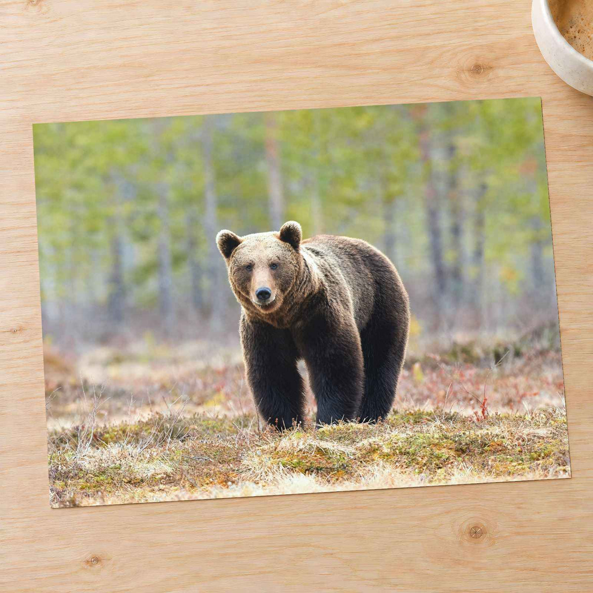 Wild Brown Bear Walking in Taiga Forest Photo Print Wall Decor