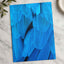Close Up of Blue Bird's Feathers Photography Print (7 Sizes) - Frameable