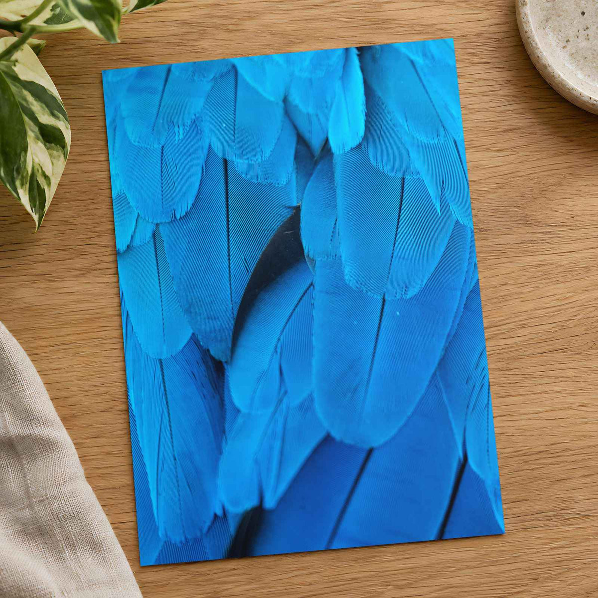 Close Up of Blue Bird's Feathers Photography Print (7 Sizes) - Frameable