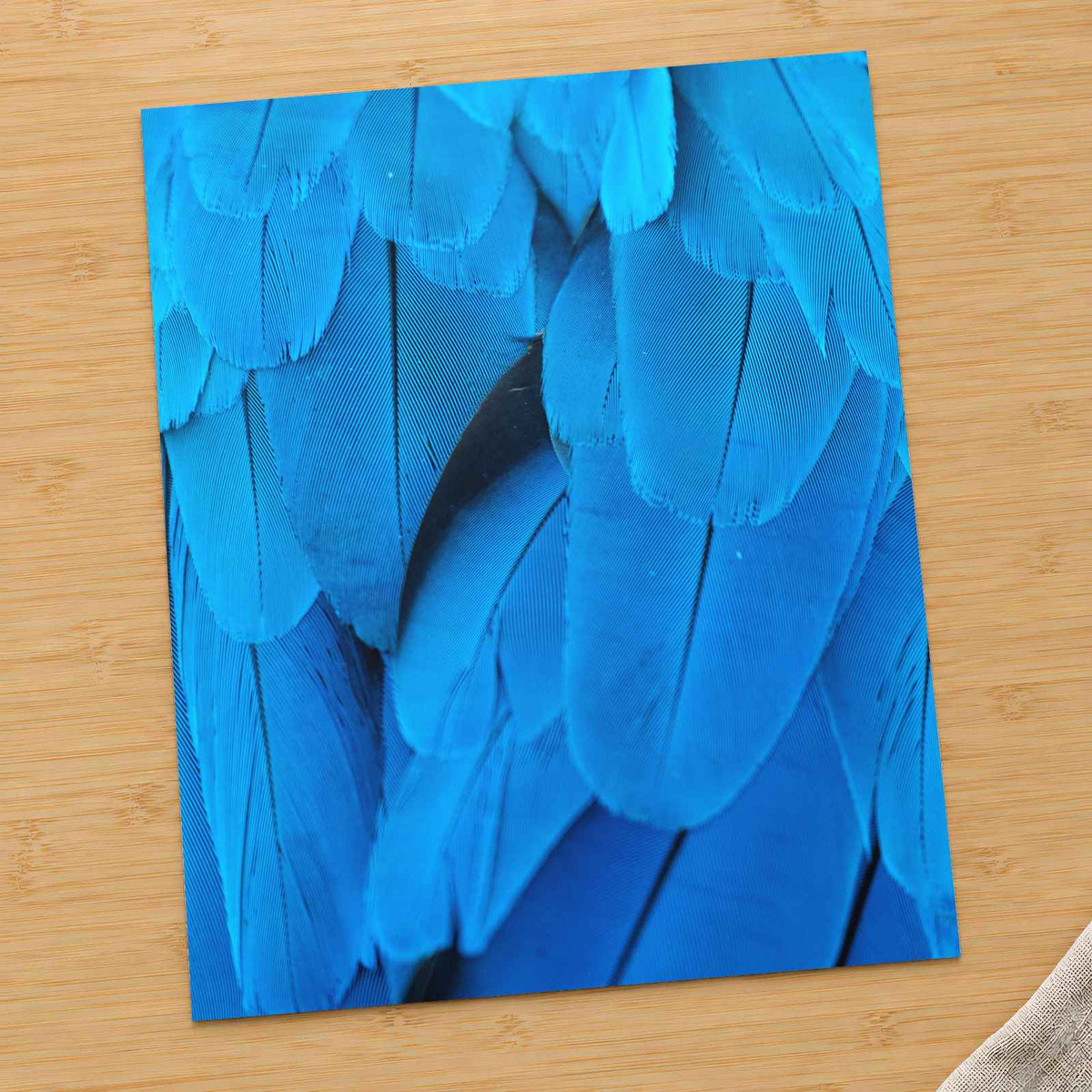Close Up of Blue Bird's Feathers Photography Print (7 Sizes) - Frameable