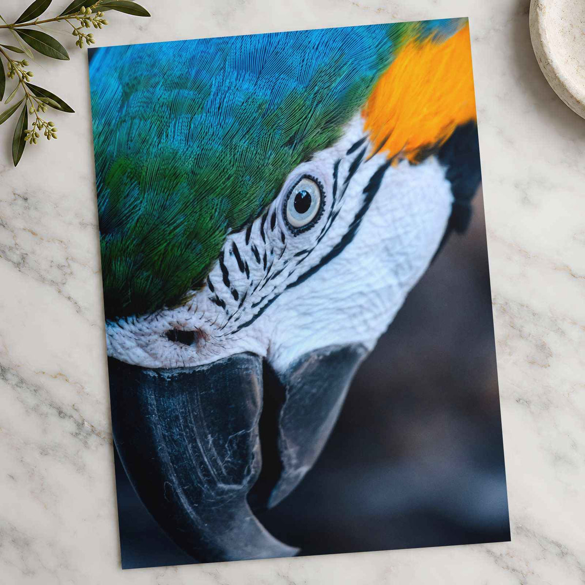Close Up of Blue and Yellow Parrot's Head Photo Print (7 Sizes) - Frameable