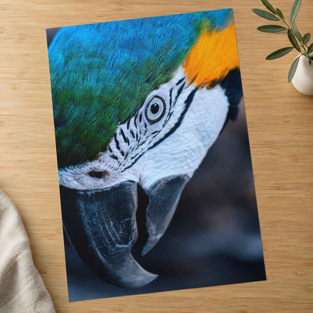 Close Up of Blue and Yellow Parrot's Head Photo Print (7 Sizes) - Frameable