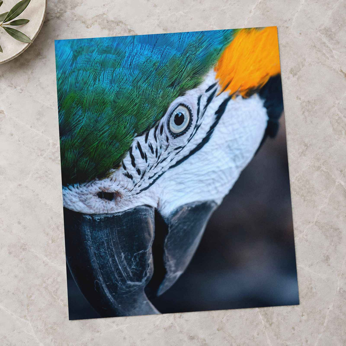 Close Up of Blue and Yellow Parrot's Head by George Dagerotip Photo Print Wall Decor