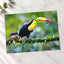 Colorful Toucan Perched on Branch Boca Tapada Photo Print (7 Sizes) - Frameable