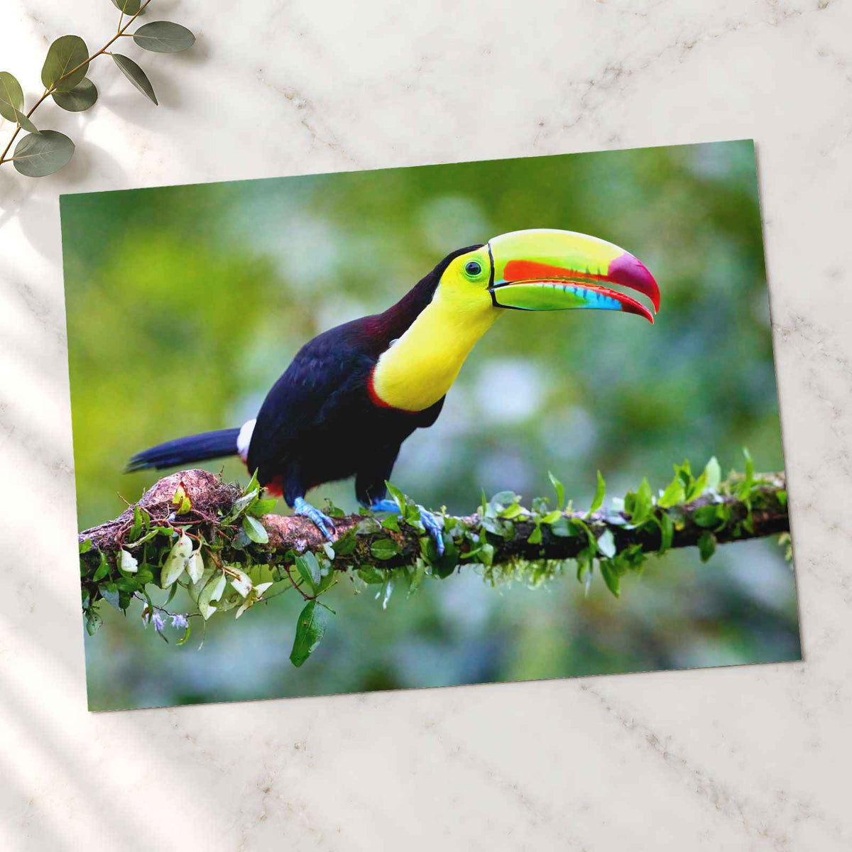 Colorful Toucan Perched on Branch Boca Tapada Photo Print (7 Sizes) - Frameable