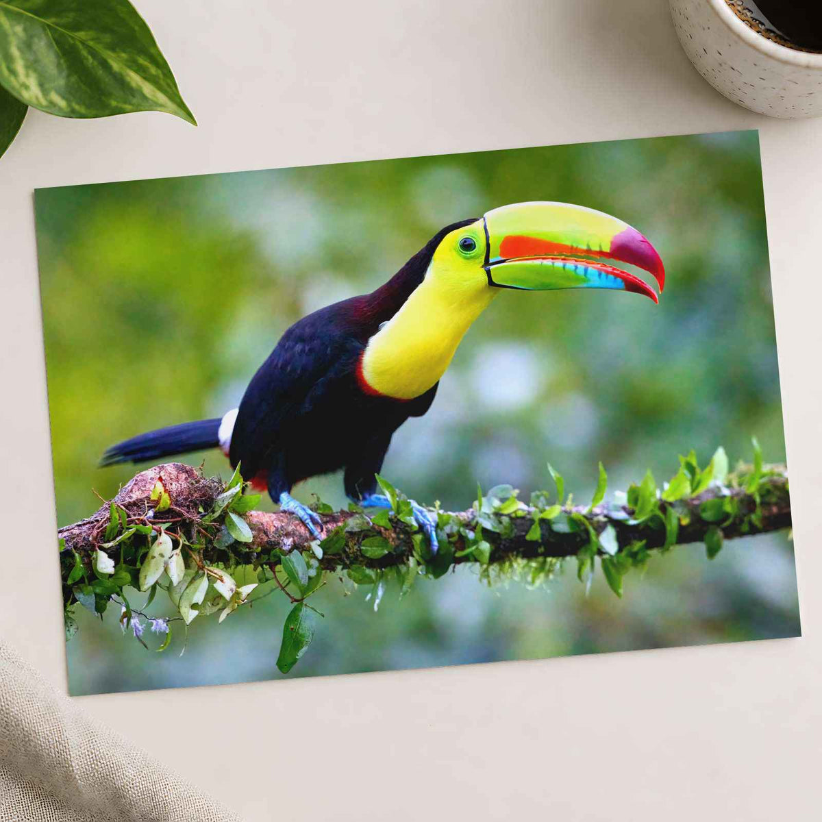 Colorful Toucan Perched on Branch Boca Tapada Photo Print (7 Sizes) - Frameable