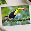 Colorful Toucan Perched on Branch Boca Tapada Photo Print (7 Sizes) - Frameable