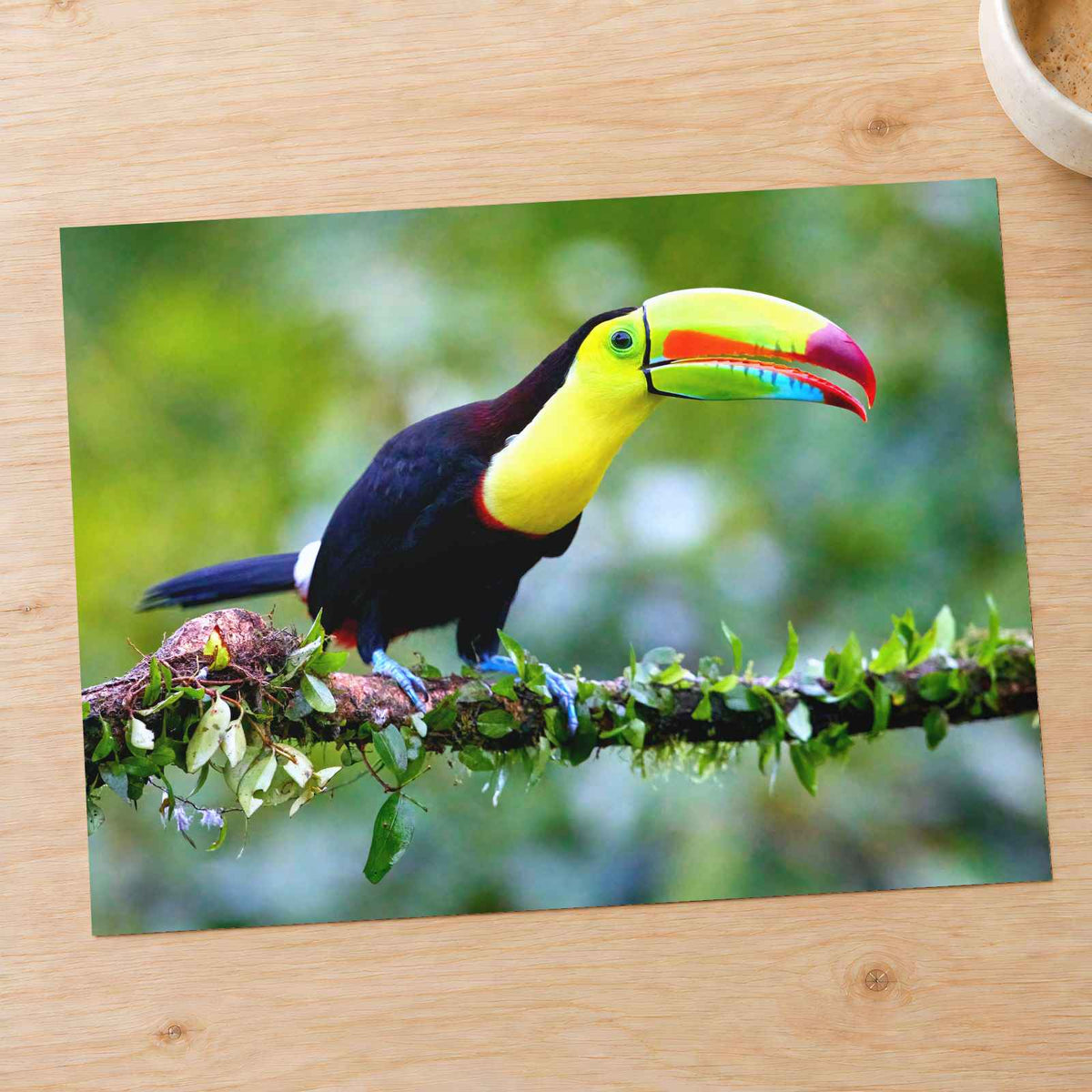 Colorful Toucan Perched on Branch Boca Tapada Photo Print (7 Sizes) - Frameable
