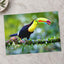 Colorful Toucan Perched on Branch Boca Tapada Photo Print (7 Sizes) - Frameable