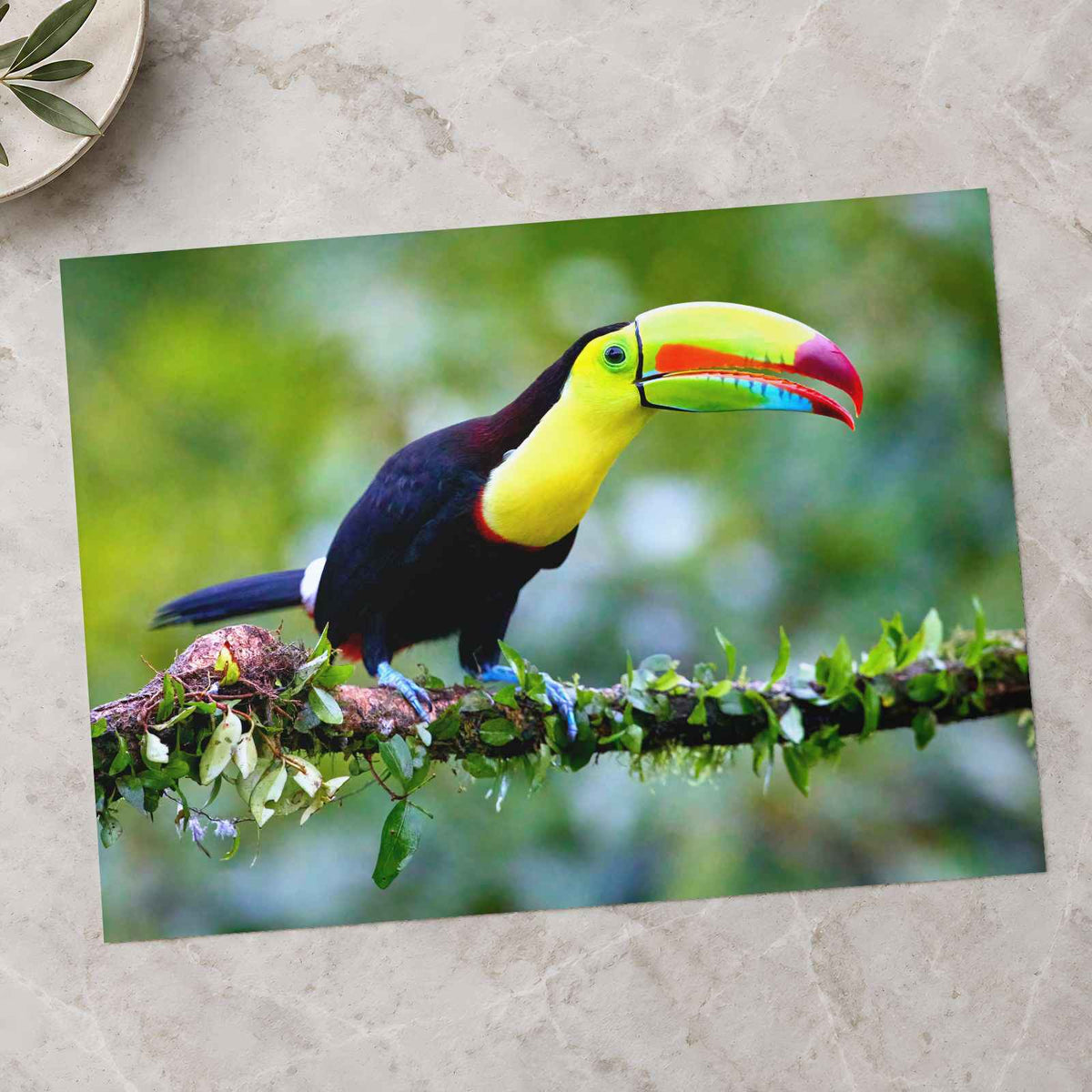 Colorful Toucan Perched on Branch Boca Tapada Photo Print (7 Sizes) - Frameable
