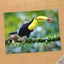 Colorful Toucan Perched on Branch by Zdeněk Macháček Photo Print Wall Decor