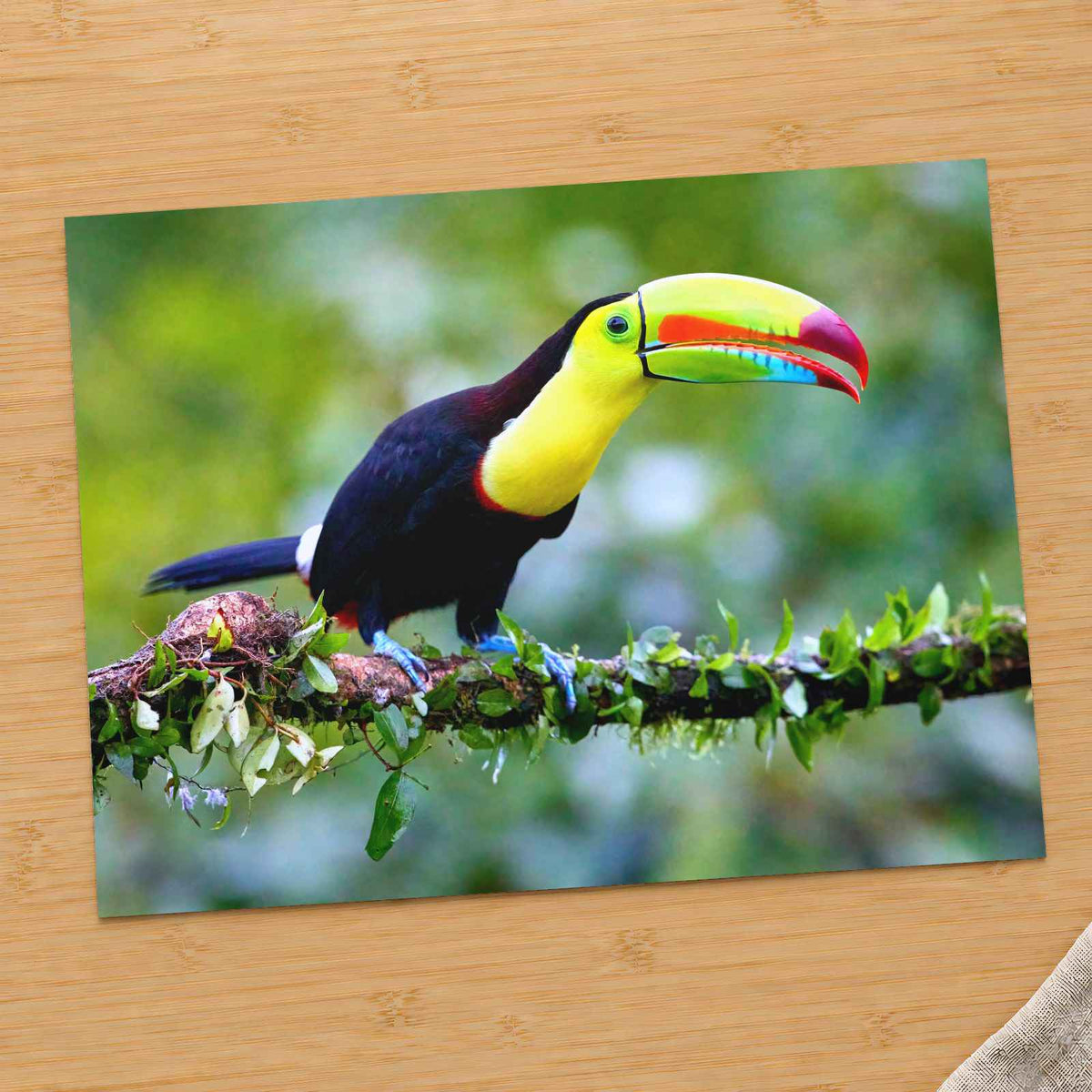Colorful Toucan Perched on Branch by Zdeněk Macháček Photo Print Wall Decor
