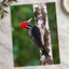 Red and Black Woodpecker on Tree Photo Wall Print (7 Sizes) - Frameable