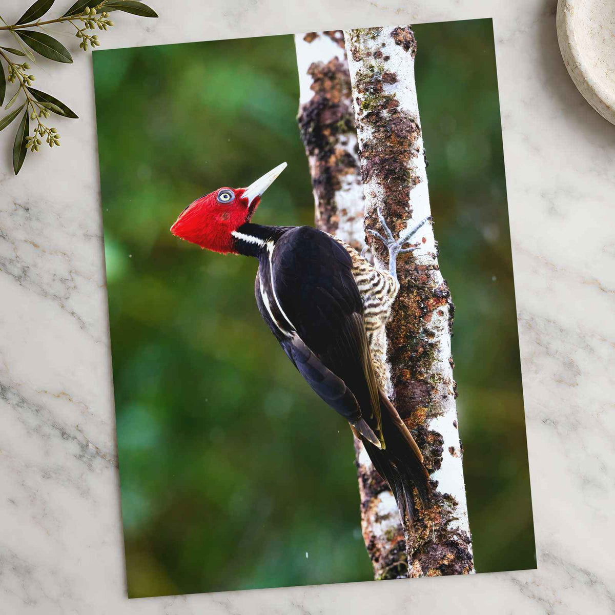 Red and Black Woodpecker on Tree Photo Wall Print (7 Sizes) - Frameable