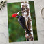 Red and Black Woodpecker on Tree Photo Wall Print (7 Sizes) - Frameable