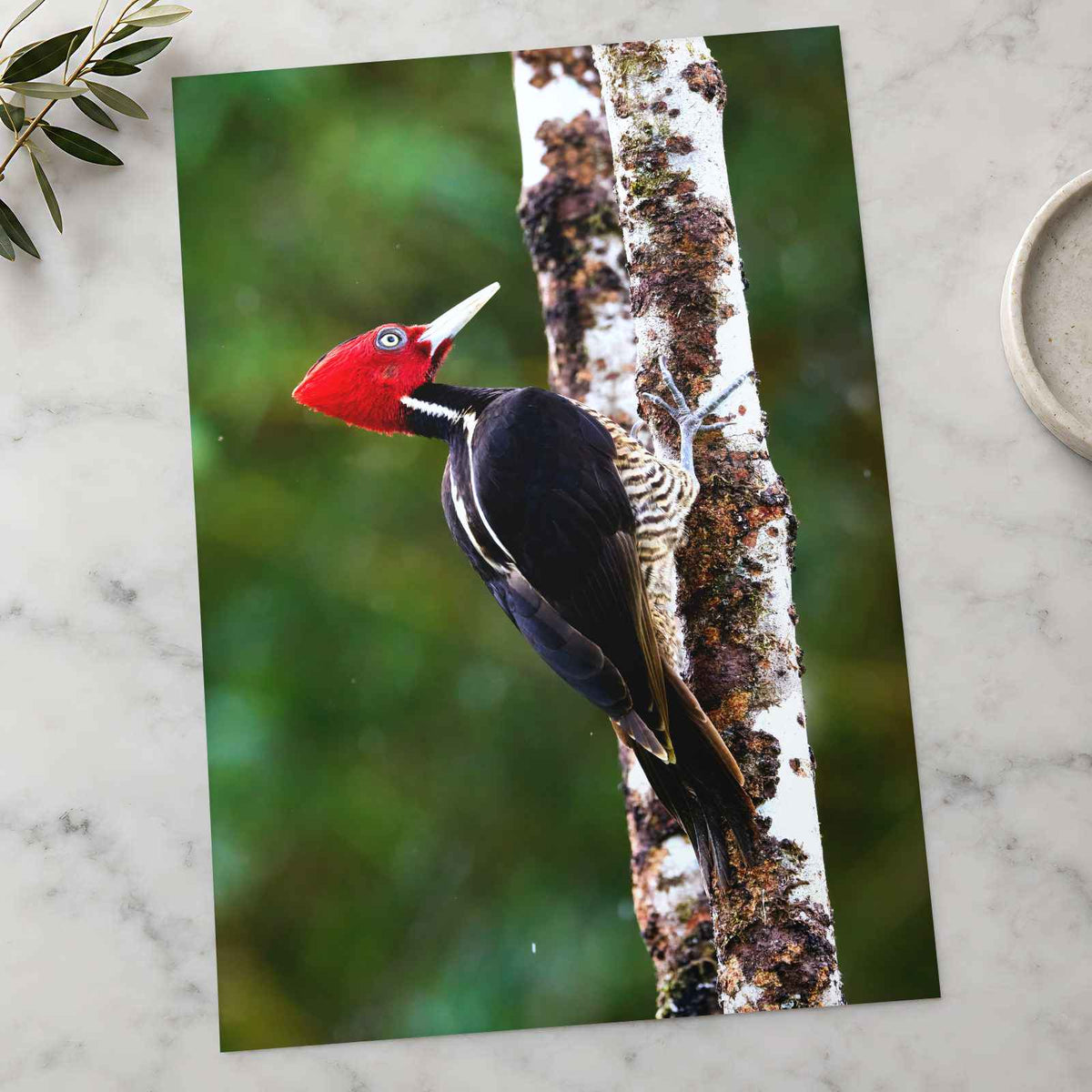 Red and Black Woodpecker on Tree Photo Wall Print (7 Sizes) - Frameable