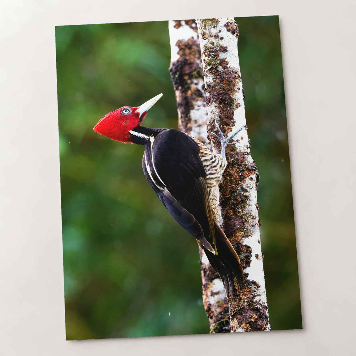 Red and Black Woodpecker on Tree Photo Wall Print (7 Sizes) - Frameable