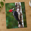 Red and Black Woodpecker on Tree Photo Wall Print (7 Sizes) - Frameable