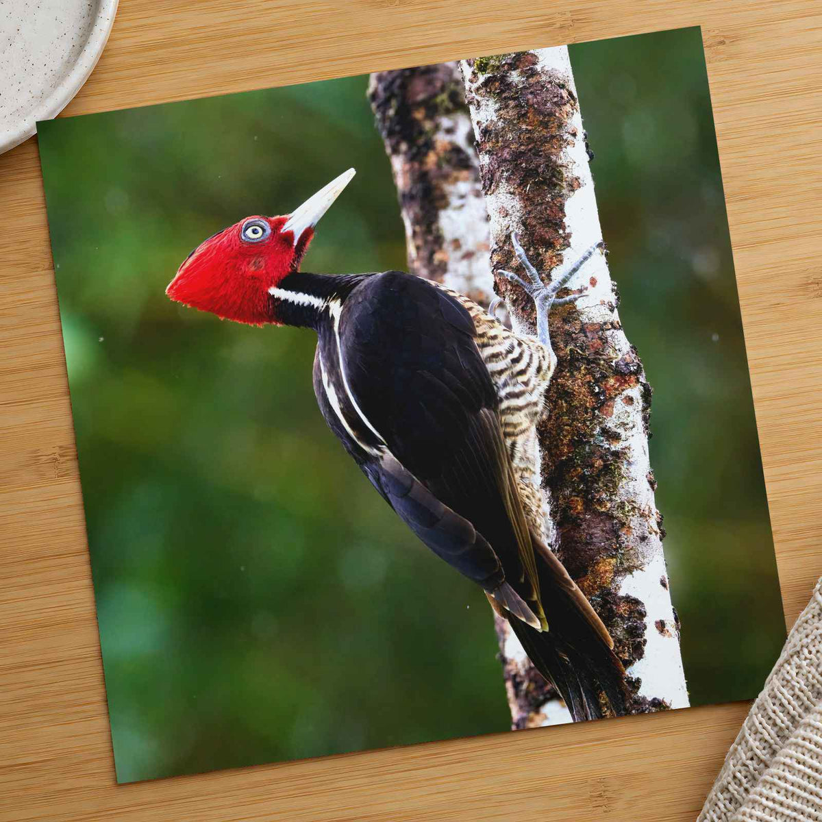 Red and Black Woodpecker on Tree Photo Wall Print (7 Sizes) - Frameable
