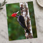 Red and Black Woodpecker on Tree Photo Wall Print (7 Sizes) - Frameable