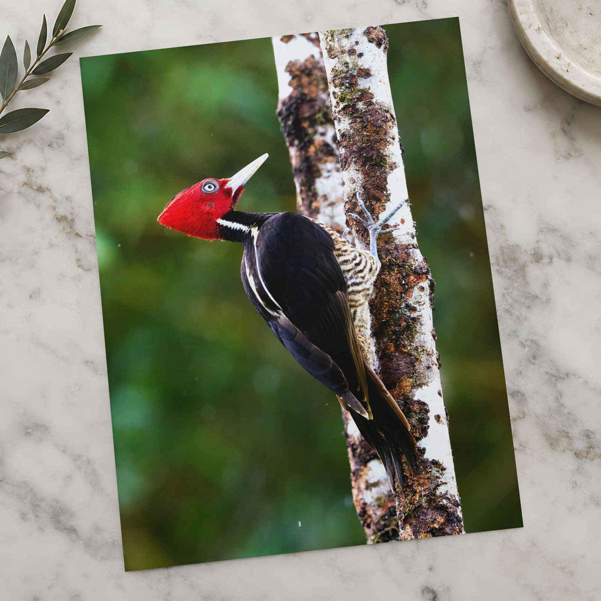 Red and Black Woodpecker on Tree Photo Wall Print (7 Sizes) - Frameable