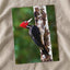 Red and Black Woodpecker on Tree by Zdeněk Macháček Photo Print Wall Decor