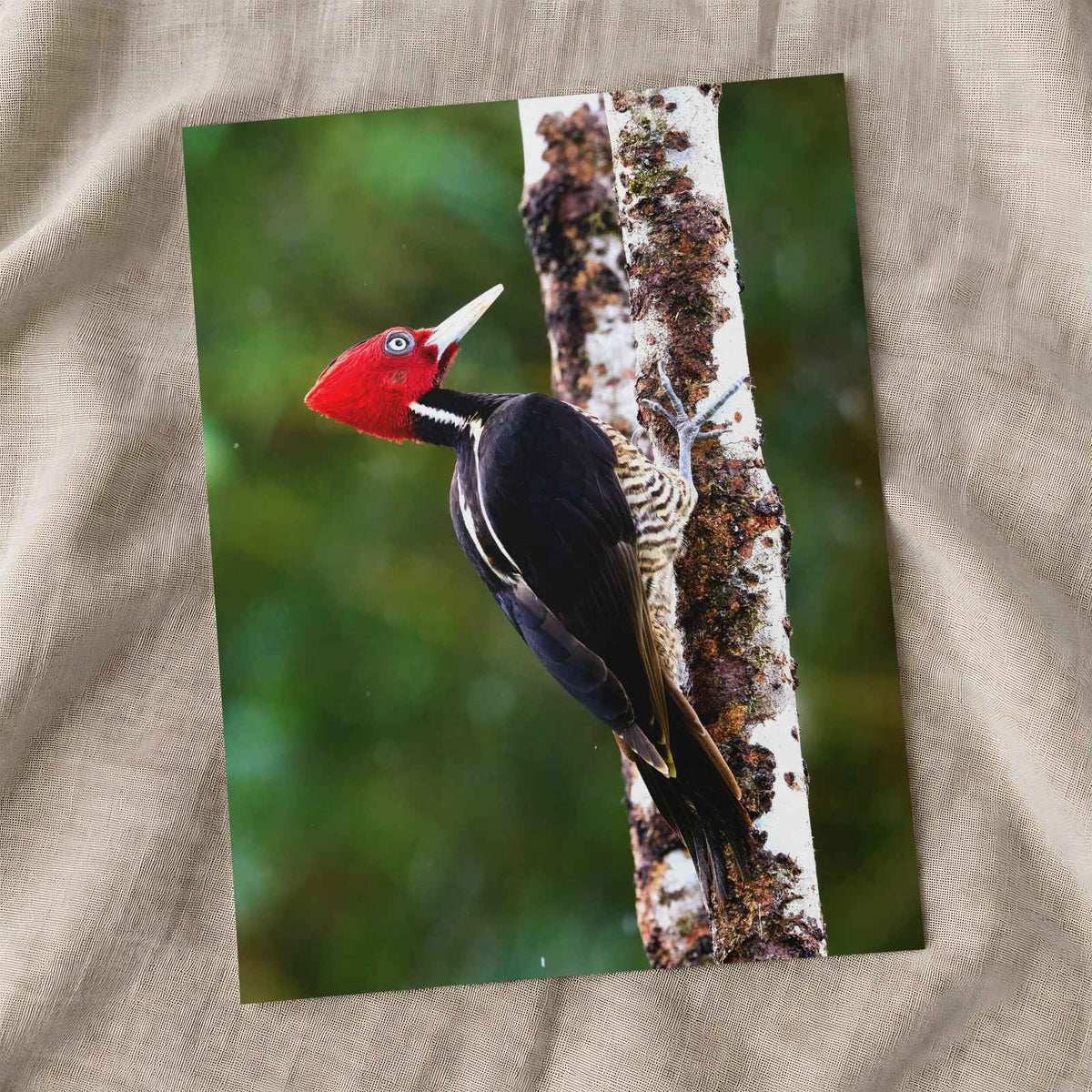 Red and Black Woodpecker on Tree by Zdeněk Macháček Photo Print Wall Decor